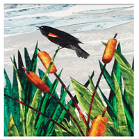 Redwing Blackbird